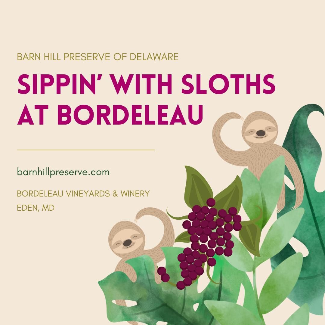Sippin’ with Sloths